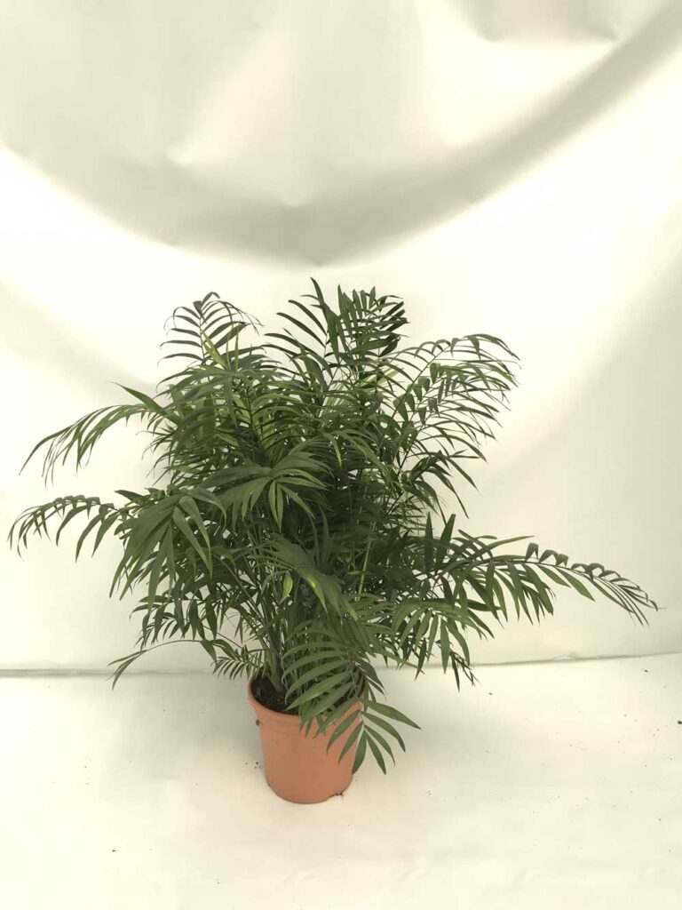Chamaedorea-c30
