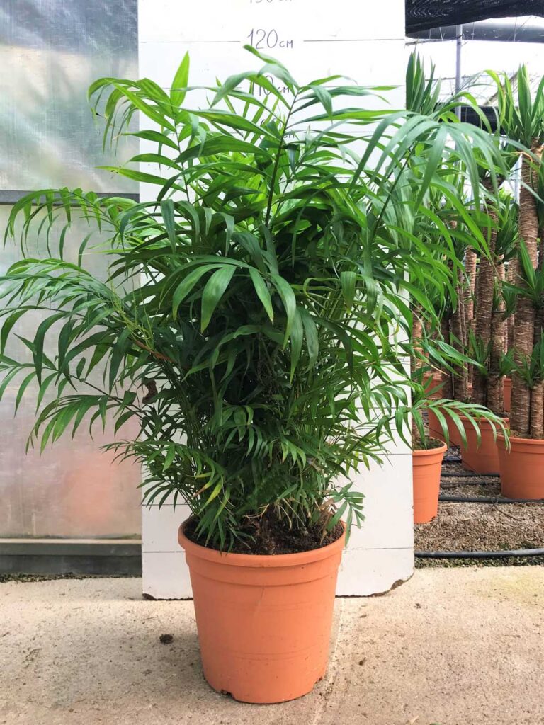 Chamaedorea-c30-jogamar-el-ejido