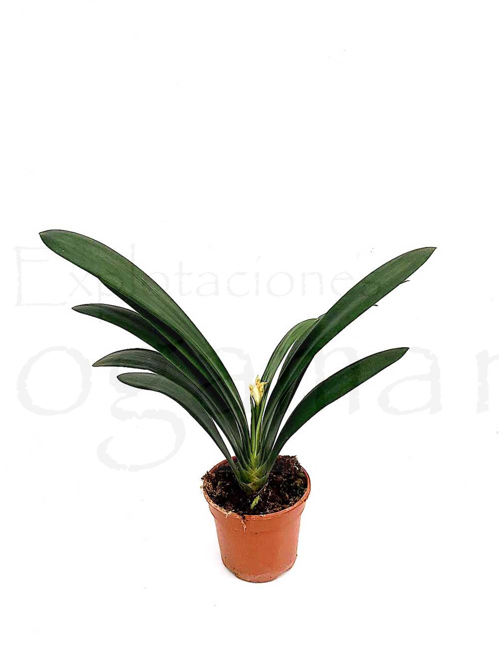 Clivia-miniata-c15-capote