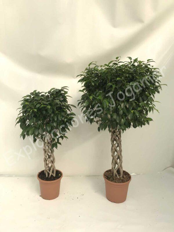 Ficus Benjamina-columna