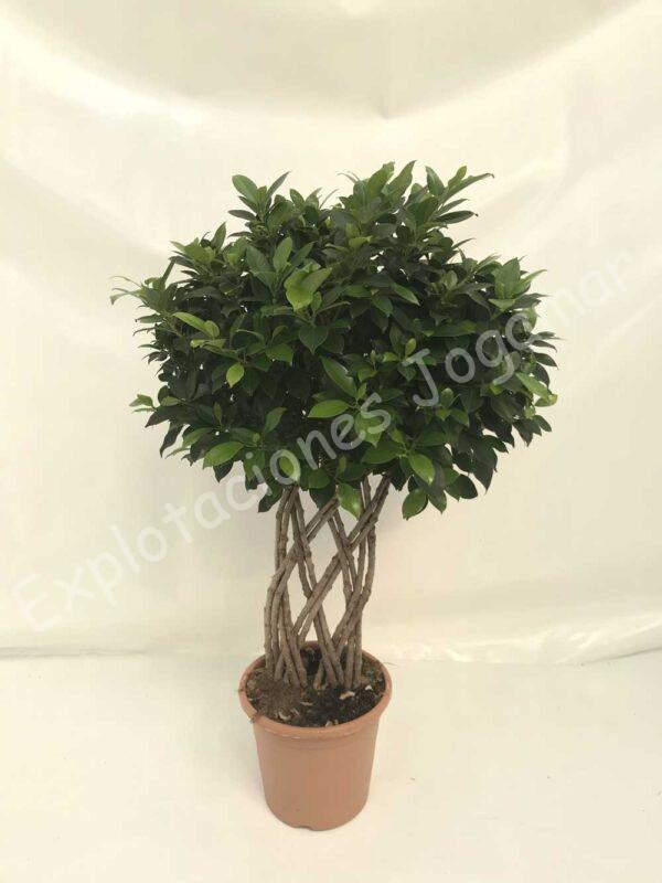 Ficus Nitida-petate-c25