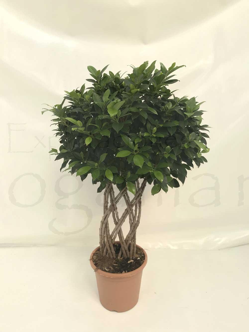 Ficus Nitida-petate-c25