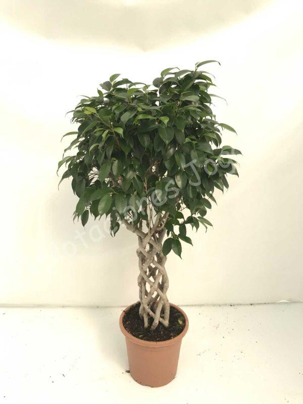 Ficus-Benjamina-columna-c25