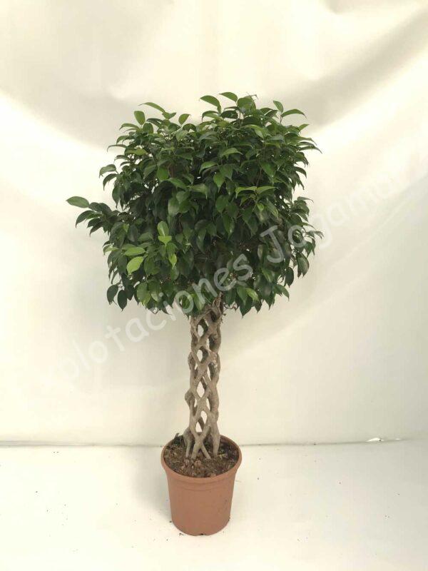 Ficus-Benjamina-columna-c30