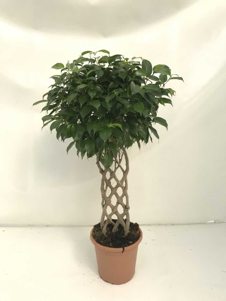 Ficus-Benjamina-petate-c25
