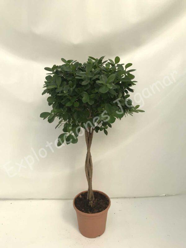 Ficus-Moclame-c30
