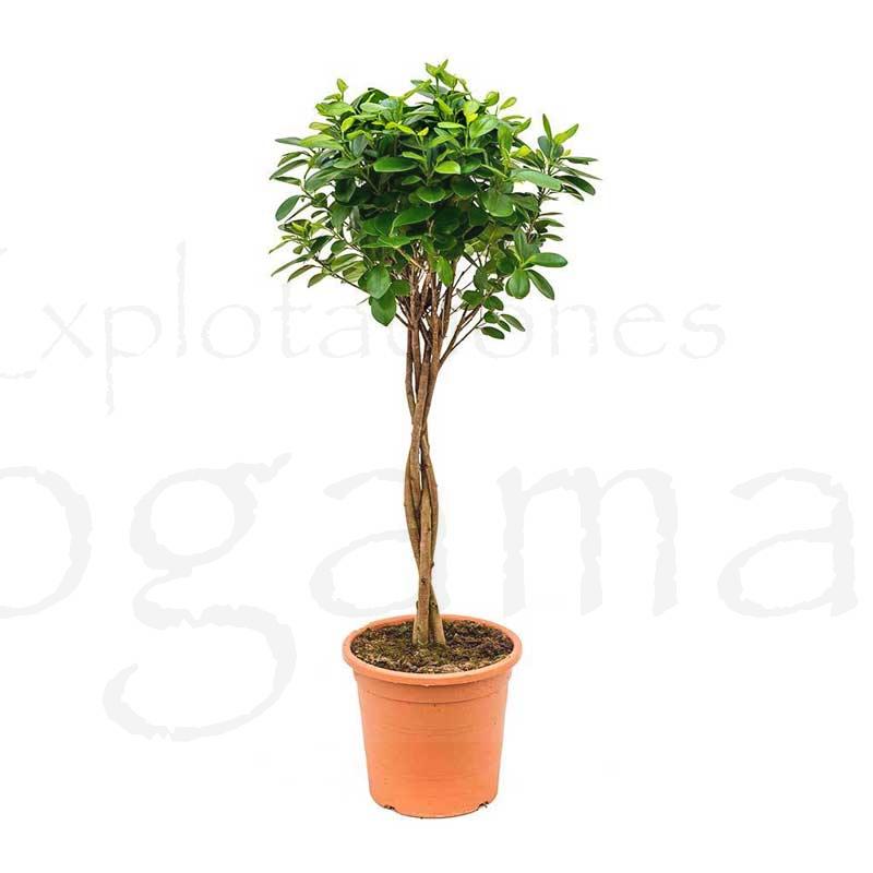 Ficus-Moclame