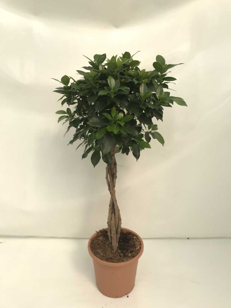 Ficus-Nitida-Trenza-c25