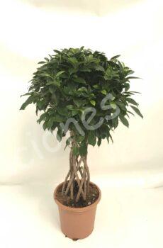 Ficus-Nitida-columna-c25