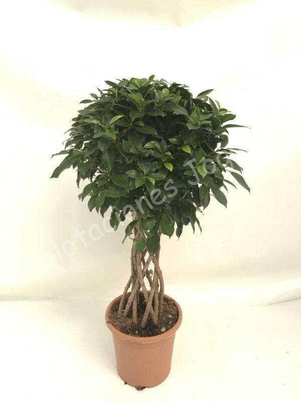 Ficus-Nitida-columna-c25