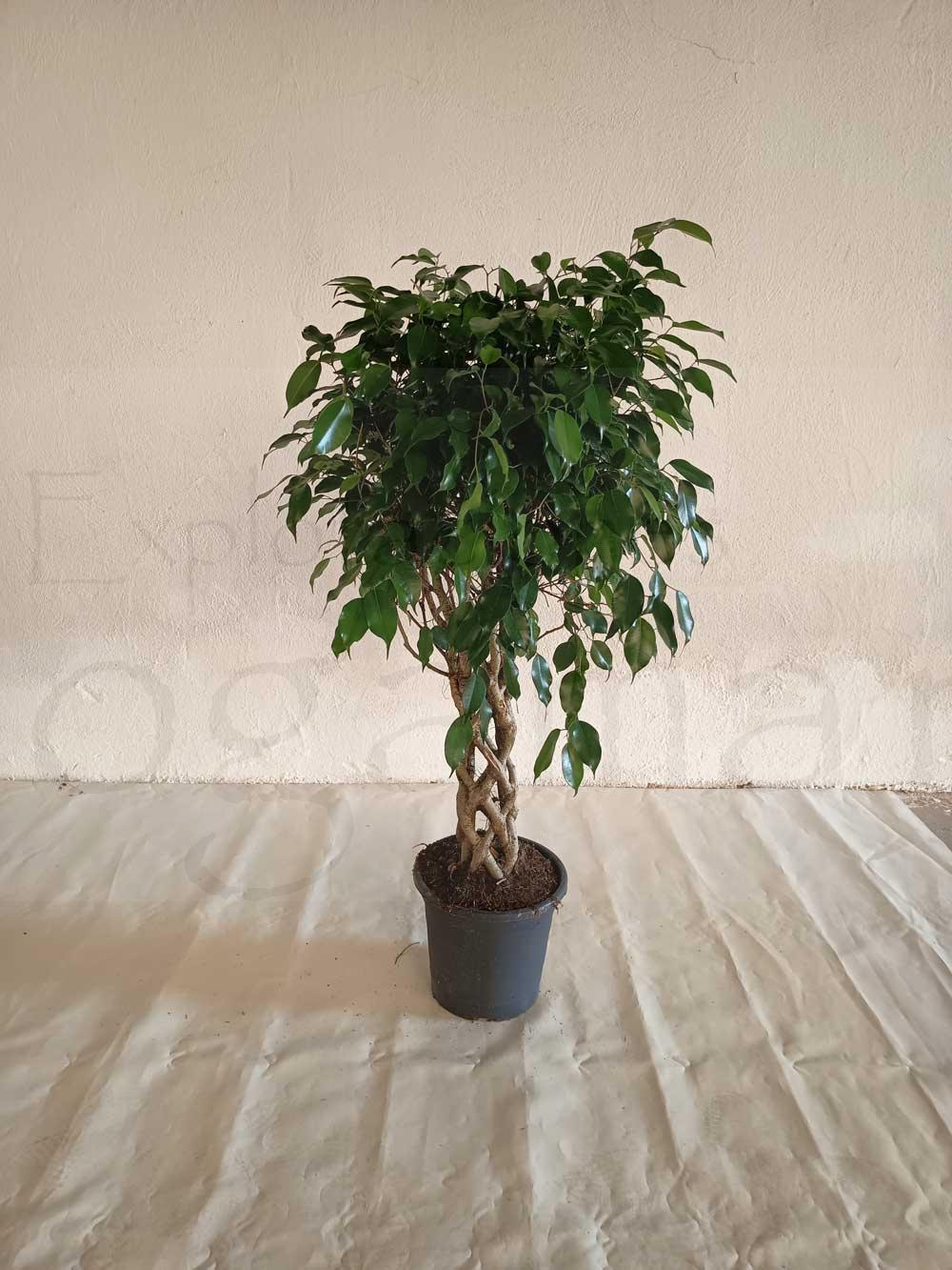 Ficus-benjamina-columna-c25