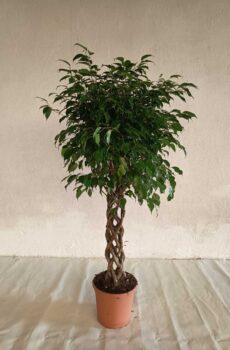 Ficus-benjamina-columna-c30