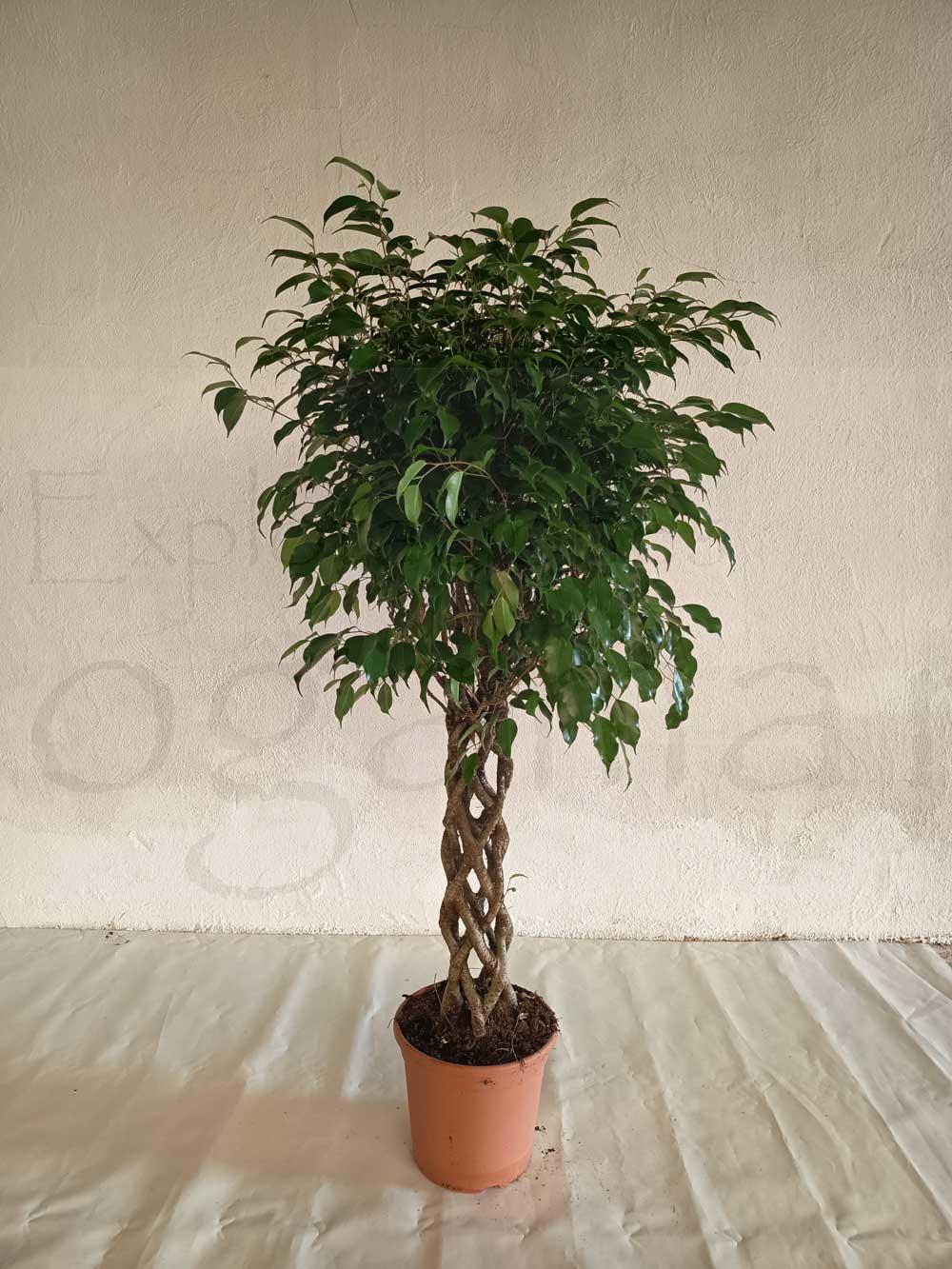Ficus-benjamina-columna-c30