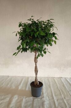 Ficus-benjamina-trenzado-c30