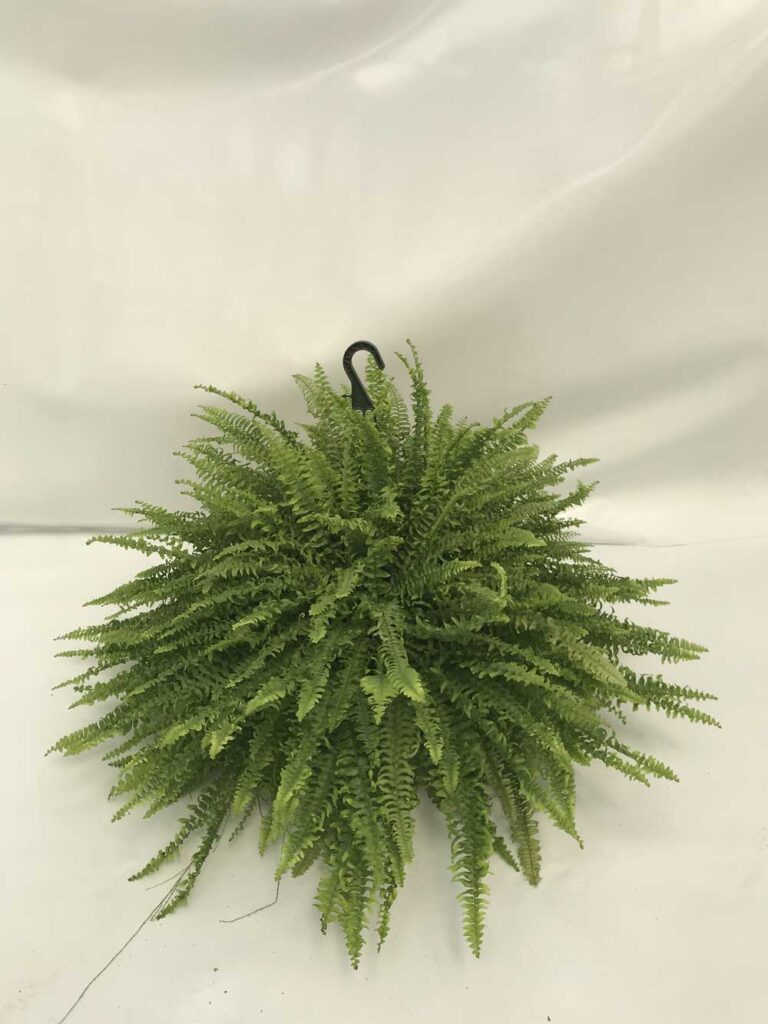 Helecho-Boston-t20-suelo