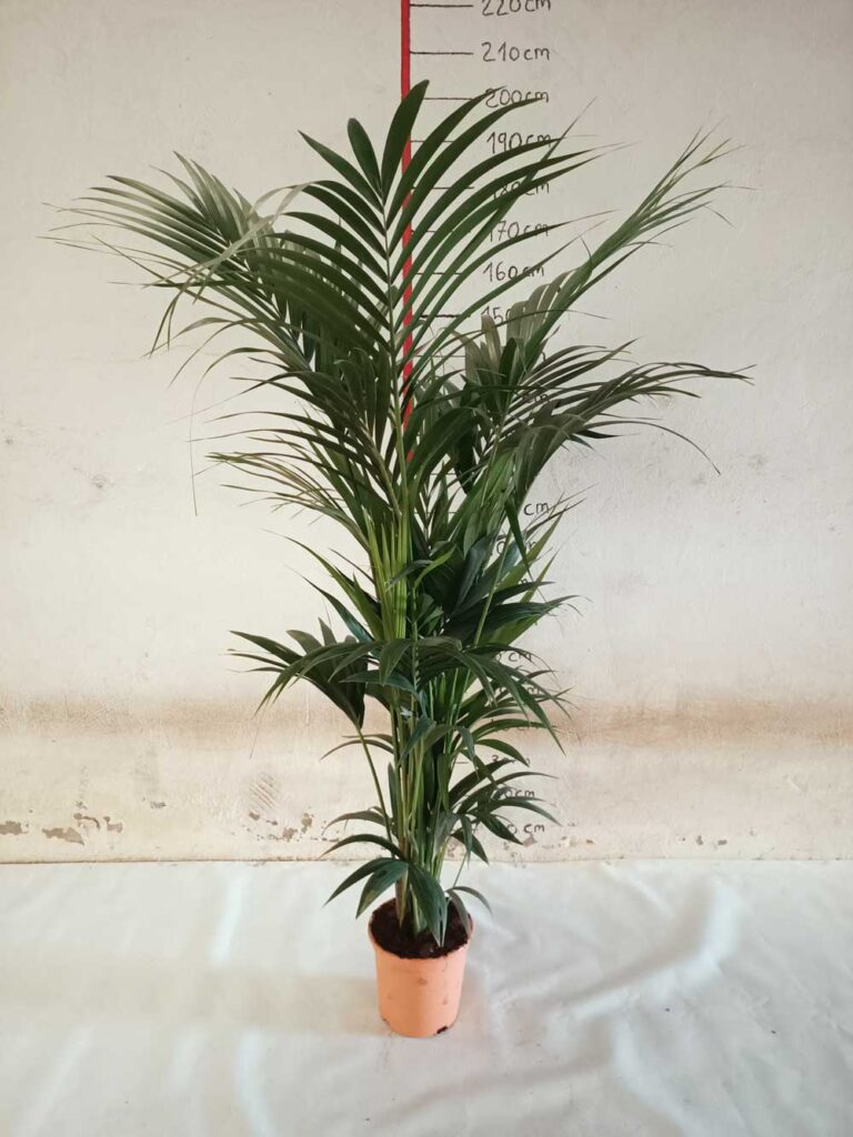 Kentia (Howea) forsteriana en Laos
