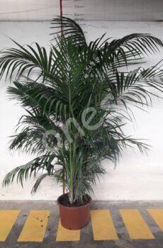Kentia Howea forsteroana c45
