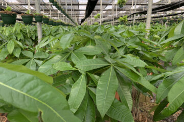 tipos de plantas ornamentales