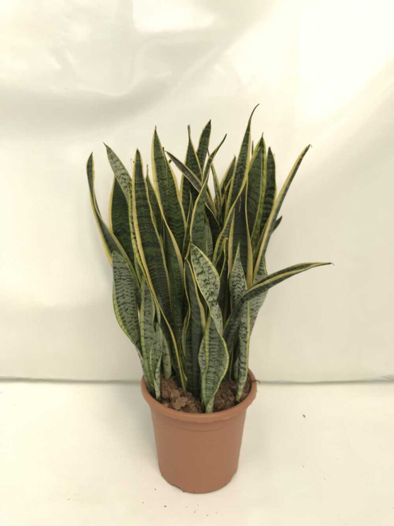 Sansevieria-Lautentii-c25