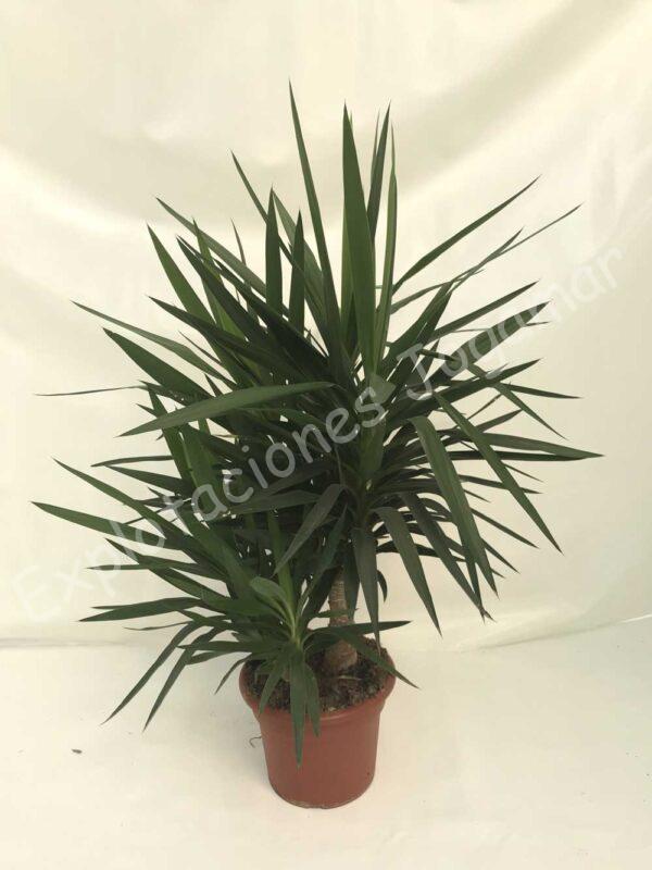 Yucca-Elengans-Ramificada-c35