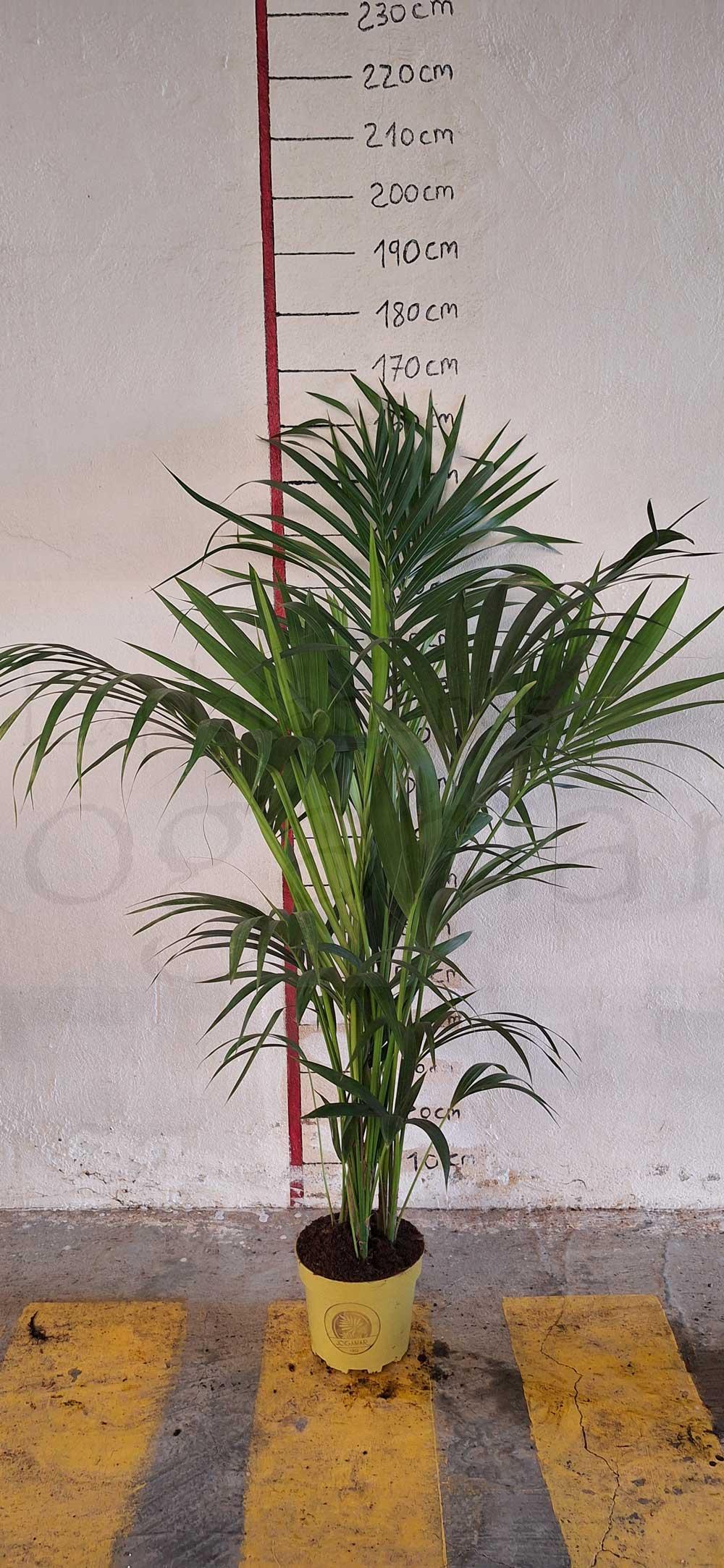 kentia-c20