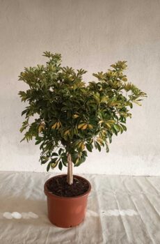 schefflera-c50