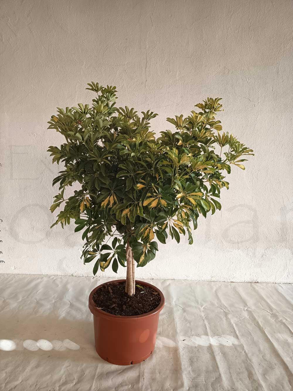 schefflera-c50