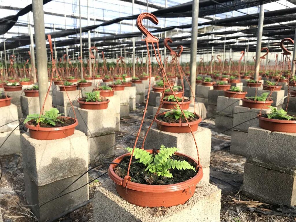 vivero-de-plantas-ornamentales