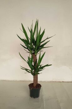 yucca-elegans-60-30cm-c18