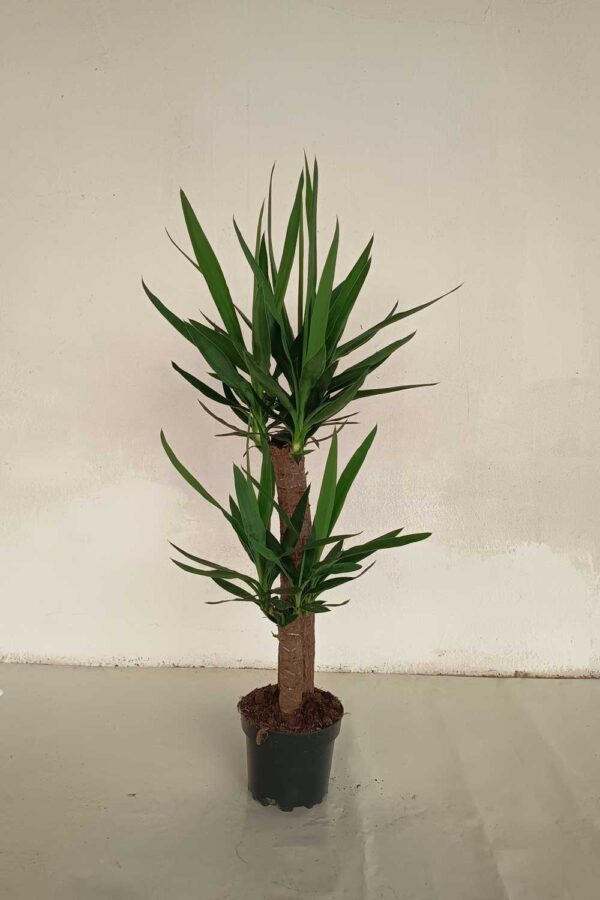 yucca-elegans-60-30cm-c18