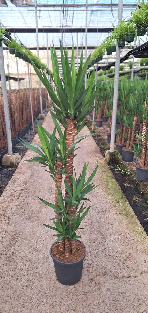 yuccas-c30-1,20-90-60-30