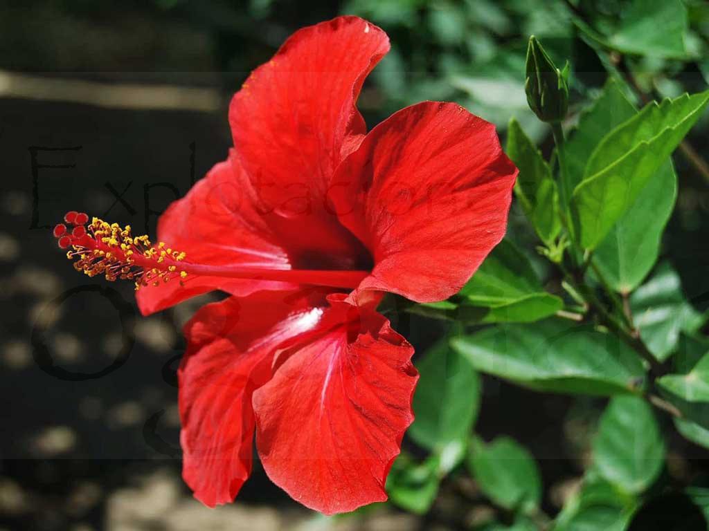 Hibisco