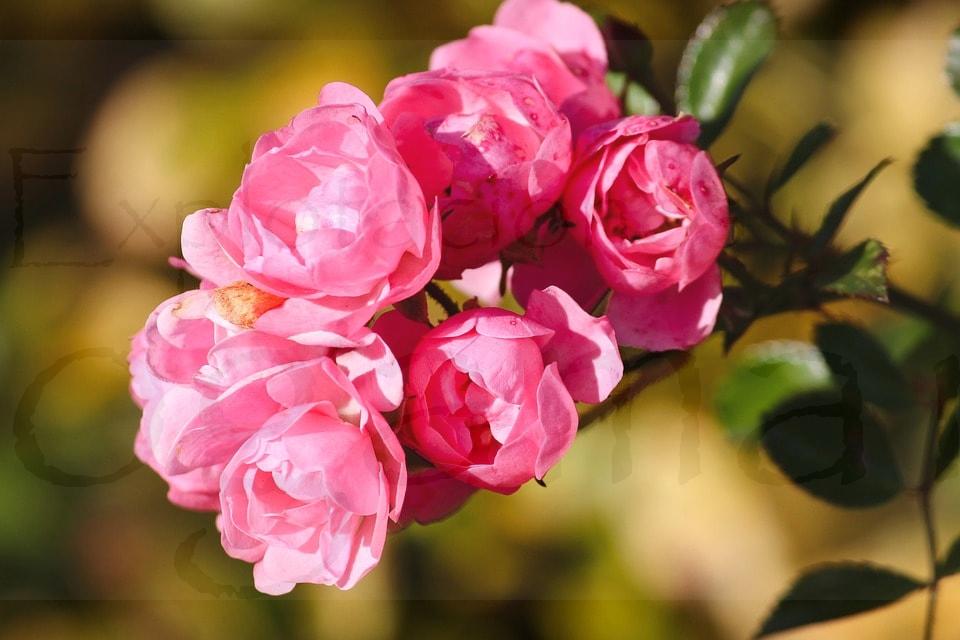 Rosal