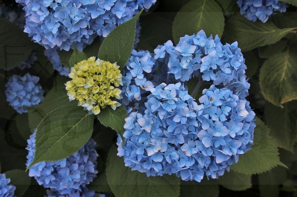 hortensias