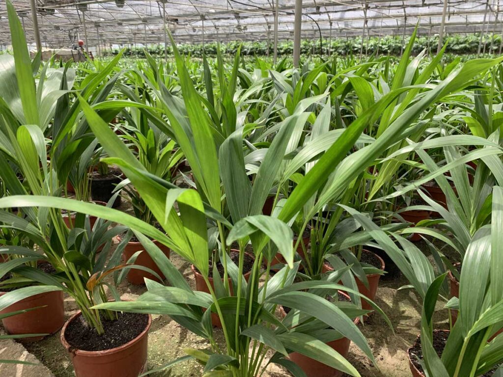 plantas-ornamentales-de-interior