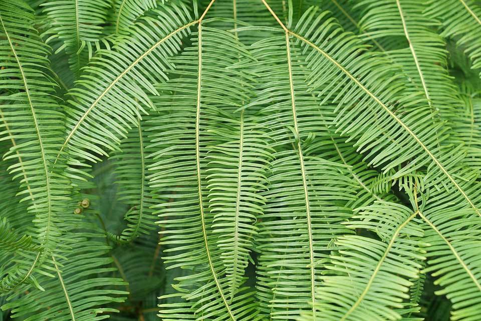 tipos_de_plantas_ornamentales_helechos