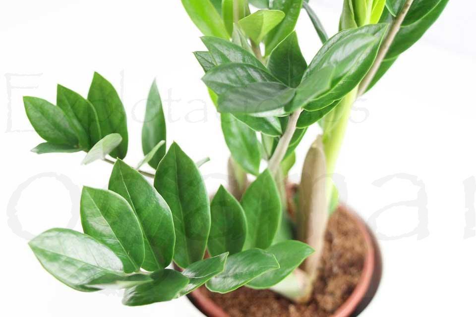 zamioculcas-plantas-ornamentales-de-jardín