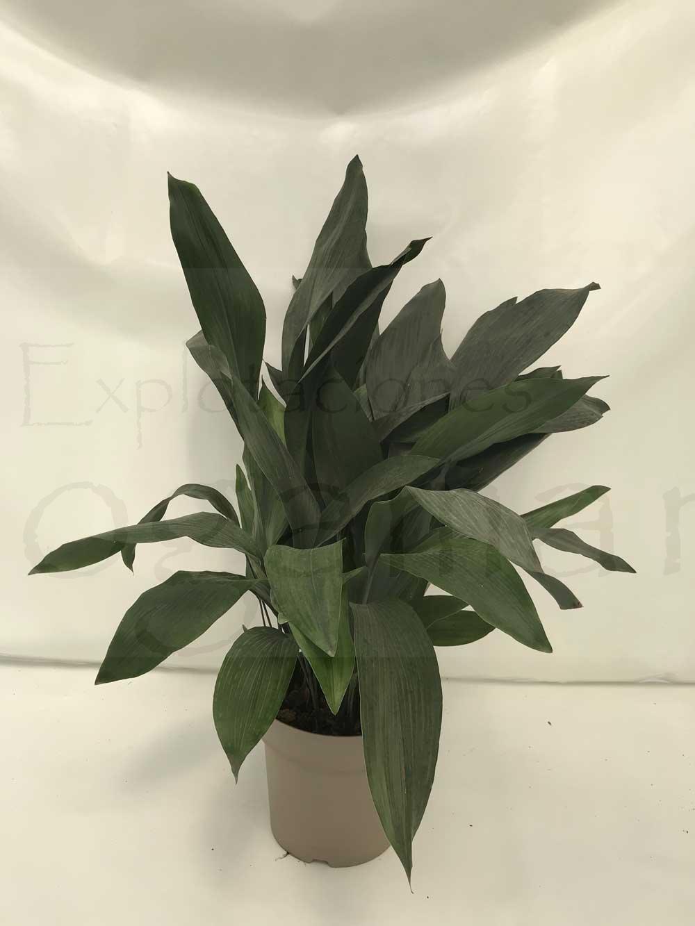 Aspidistra-c30