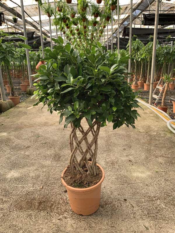 Ficus-benjamina-tranzado_plantas-con-tronco-decorativo