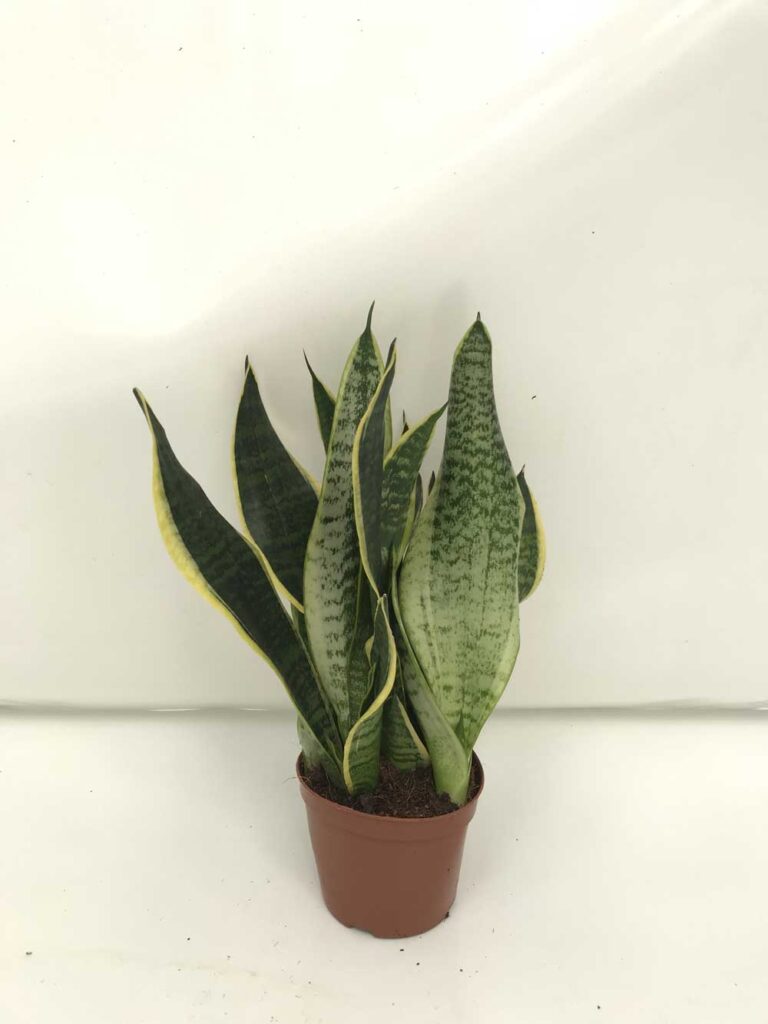 Sansevieria-Futura-c12