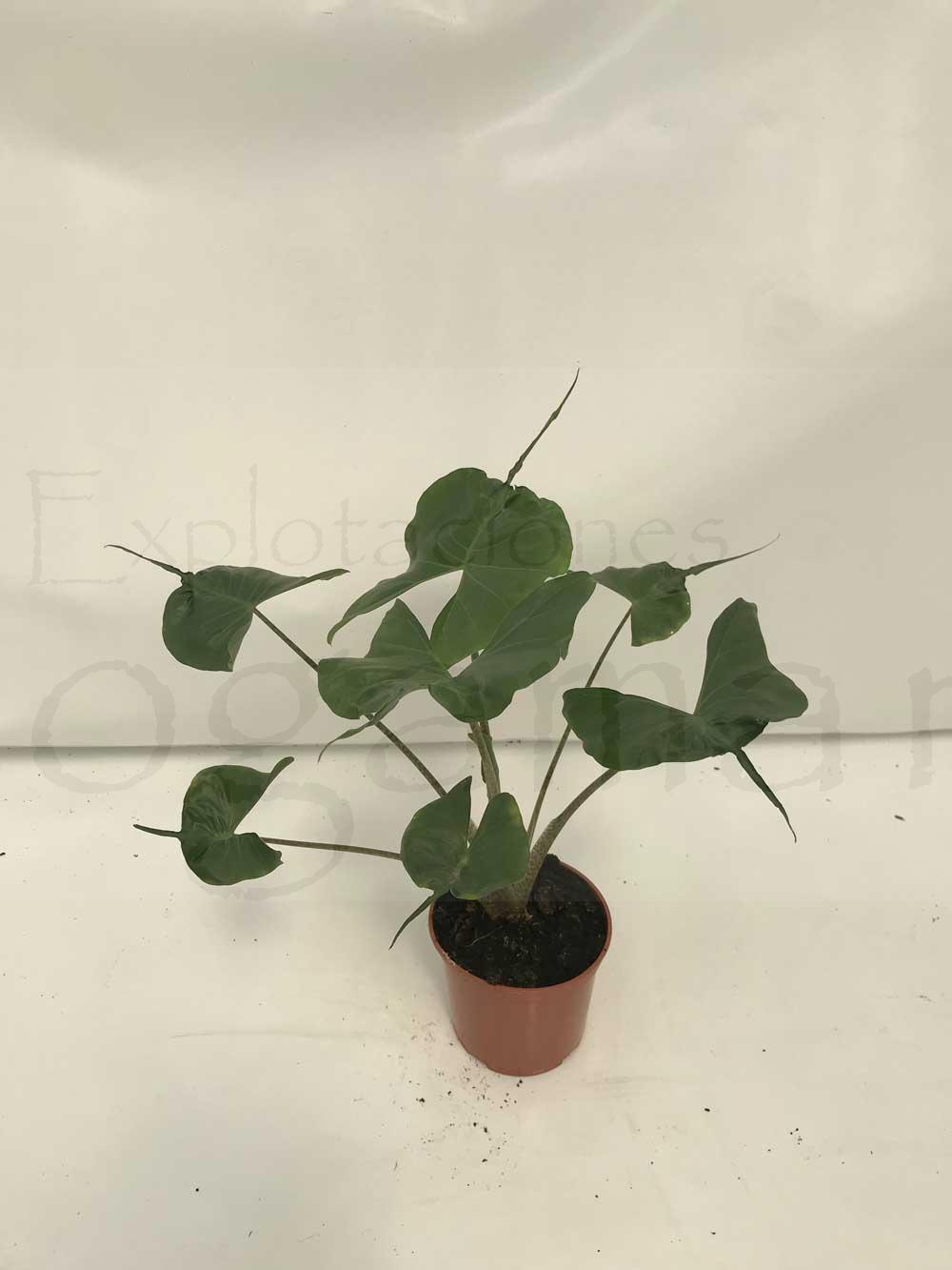 Alocasia stingray c17