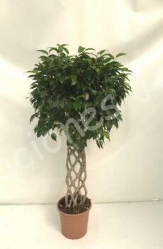Ficus Benjamina-petate-c30
