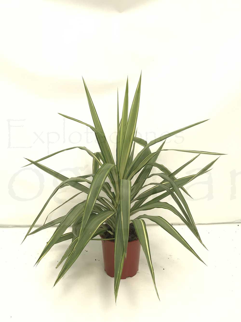 Yucca-Jewel-c20