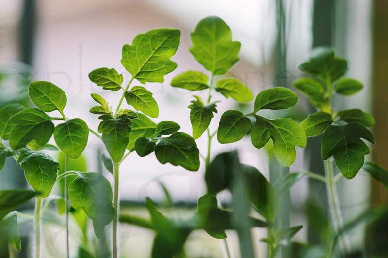 abonar-plantas-ornamentales