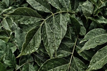 plantas ornamentales muy resistentes