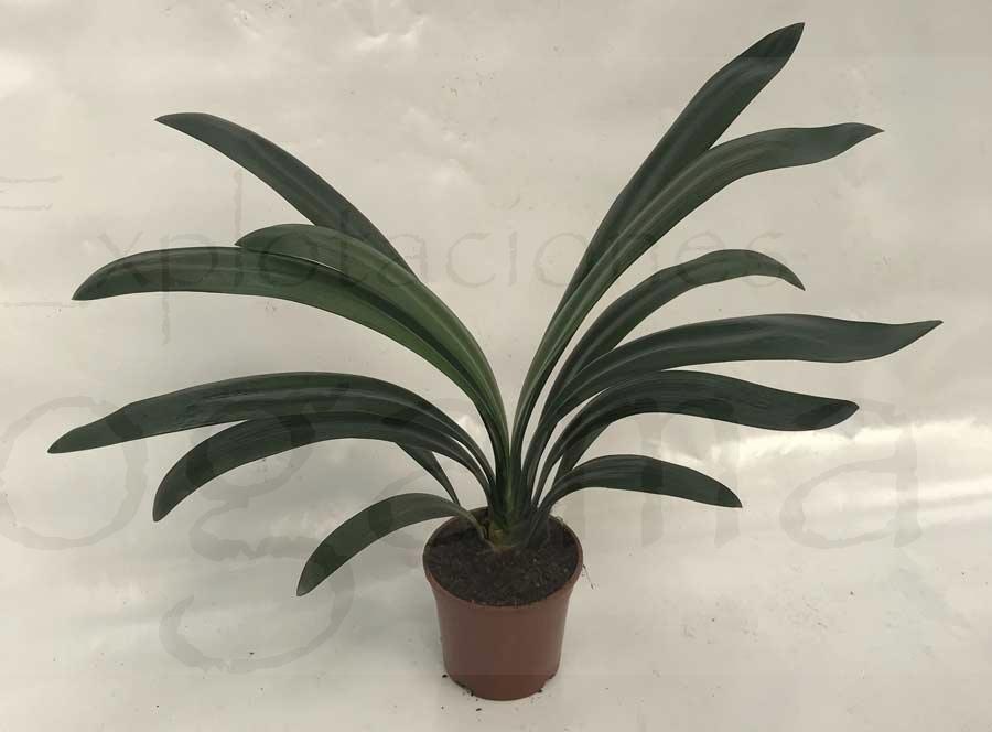 comprar-clivias-Explotaciones-Jogamar