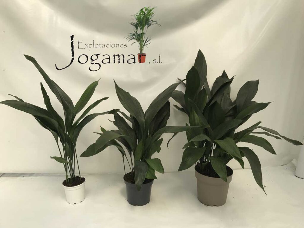 comprar_aspidistras_jogamar