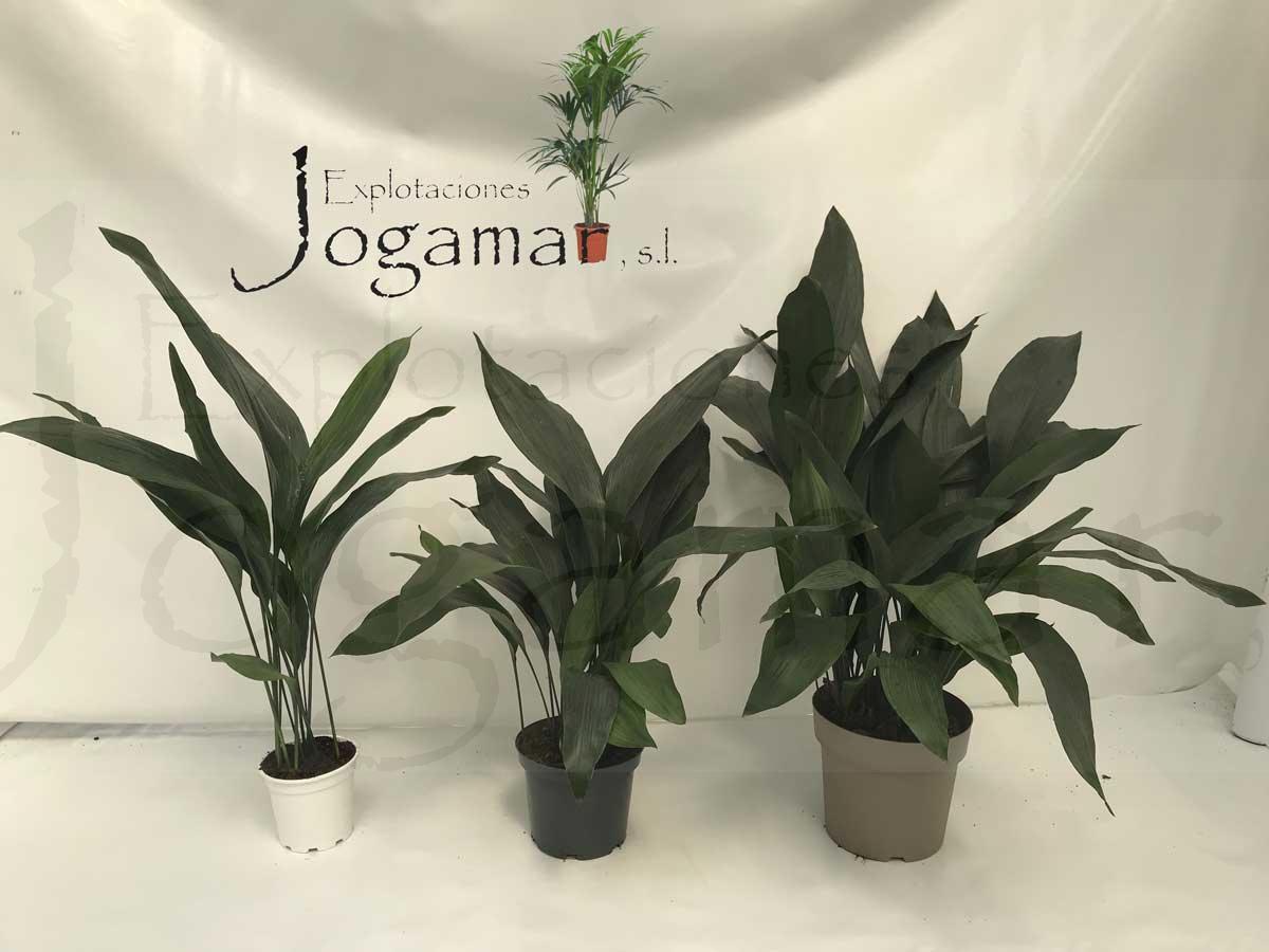 comprar_aspidistras_jogamar