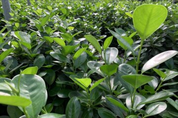 plantas que producen más oxígeno