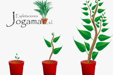 Qué necesitan las plantas para vivir